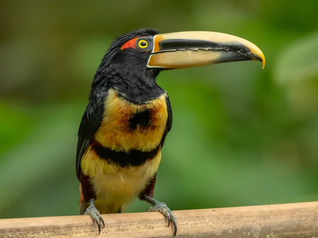 largo 16 collared aracari 640 - Dana Tours A Collared Aracari