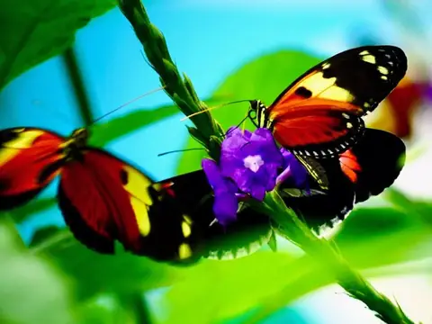 Two butterflies on a purple flower in Mindo