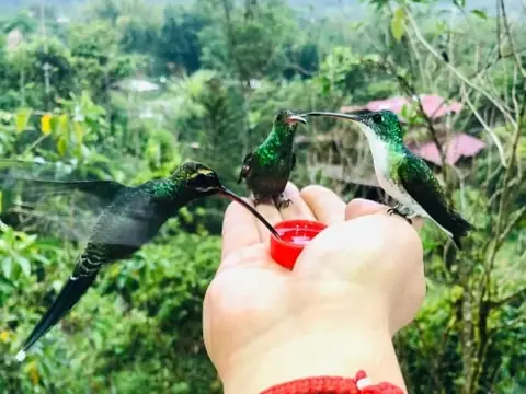 Hummingbirds feeding from a guest’s hand