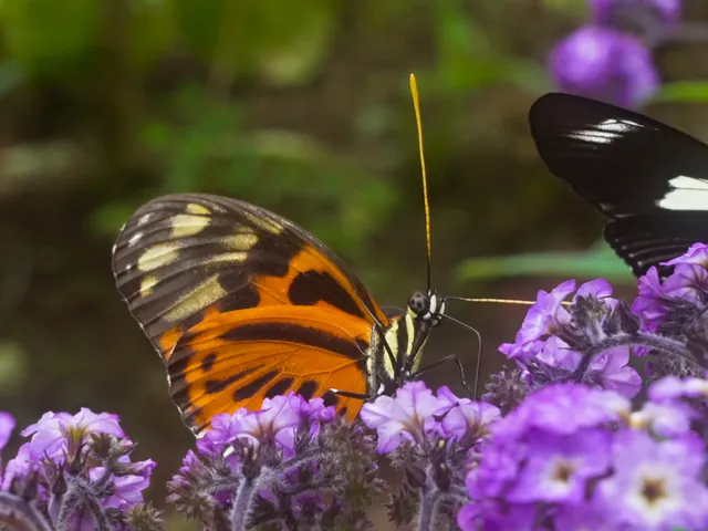 mindo butterfly flowers - Dana Tours A butterfly on purple flowers at the butterfly farm in Mindo