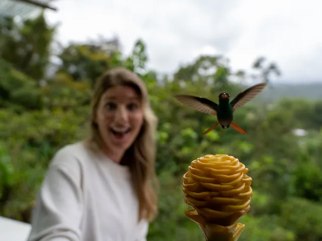mindo guest hummingbird - Dana Tours A guest holding a flower as a hummingbird feeds from it in Mindo Cloud Forest