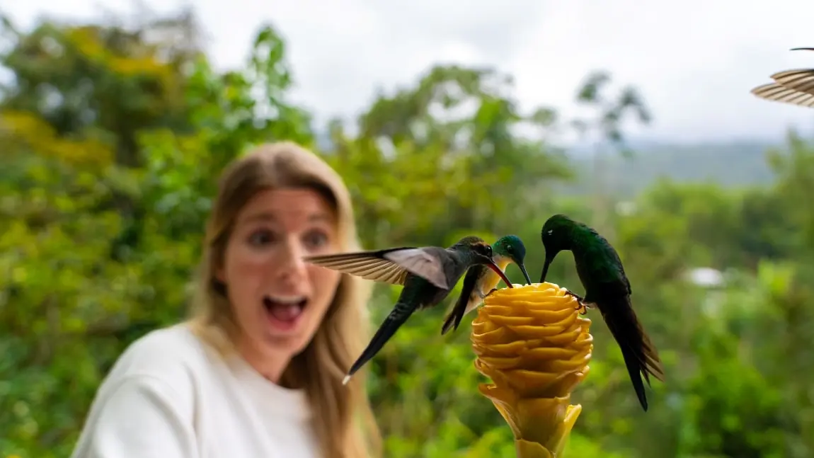 Hummingbirds feeding at a flower beside a guest at Las Terrazas de Dana, Mindo