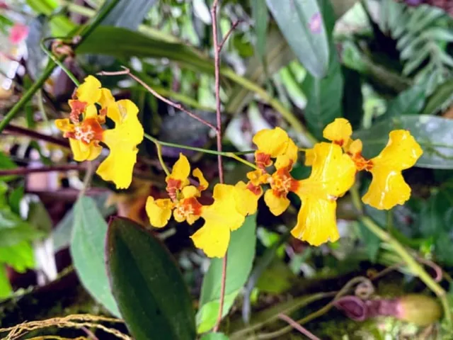 mindo orchid garden 640 - Dana Tours Yellow orchids in the orchid garden in Mindo
