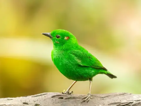 Glistening-green Tanager on a branch