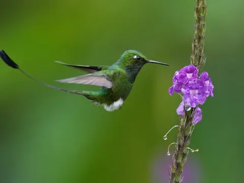 Booted Racket-tail hummingbird hovering