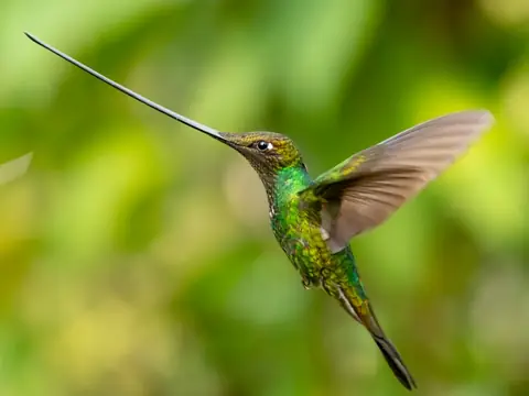 Sword-billed Hummingbird at a flower