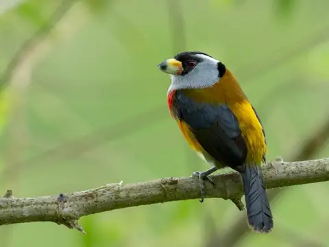 Toucan Barbet perched on a mossy branch