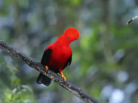 Andean Cock-of-the-rock on a branch