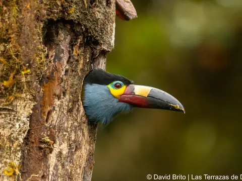 Plate-billed Mountain-Toucan on a branch