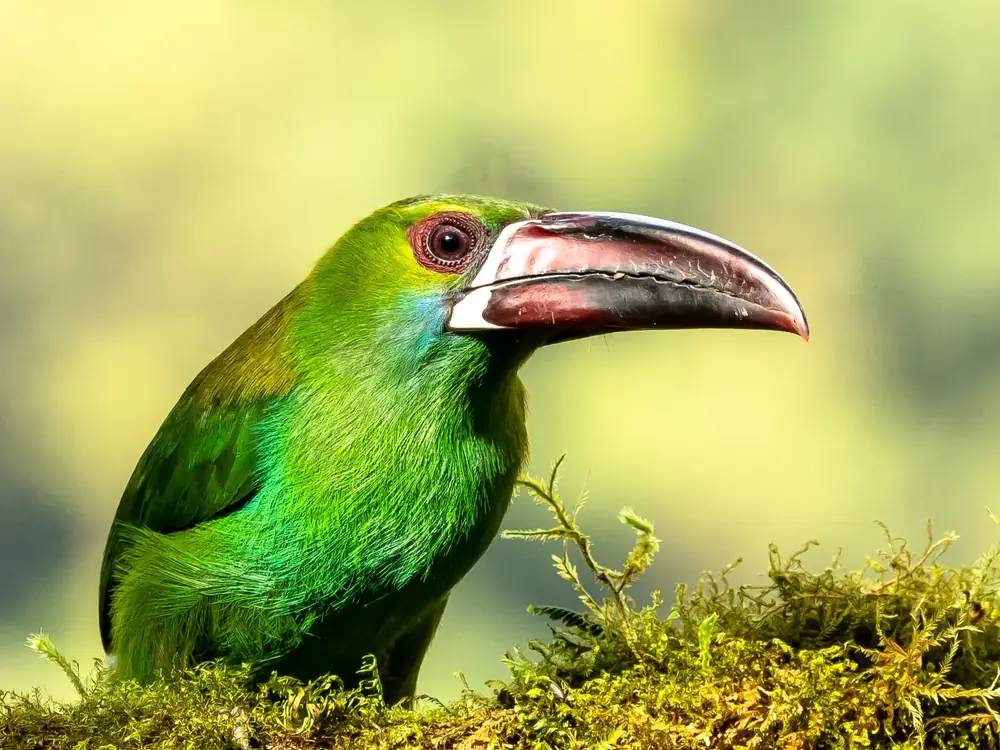 photo hero crimson rumped toucanet 1000 - Dana Tours Crimson-rumped Toucanet on a mossy branch in Mindo Cloud Forest, photographed by David Brito