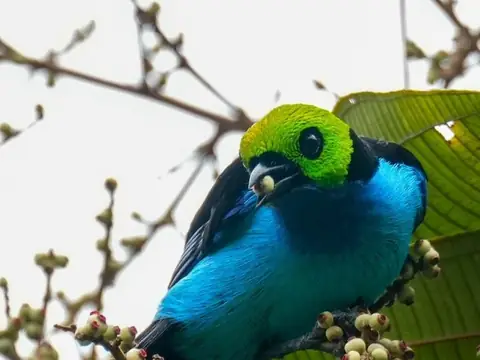 Paradise Tanager perched on a branch