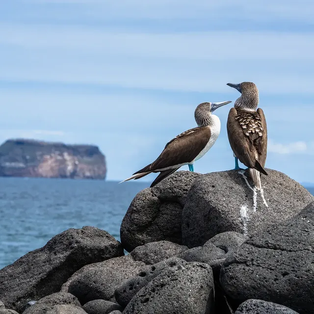 pikaia boobies 640 - Dana Tours Blue-footed boobies on the Galápagos coast (photo: Pikaia Lodge)