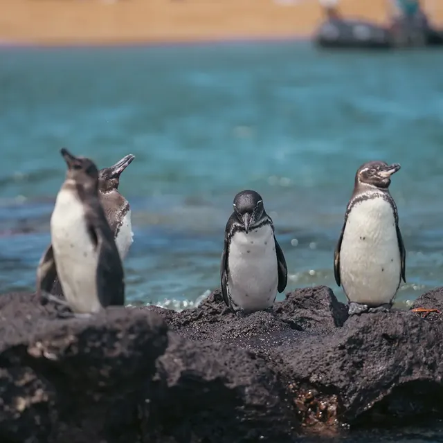 pikaia penguins 640 - Dana Tours Galápagos penguins on a volcanic rock (photo: Pikaia Lodge)
