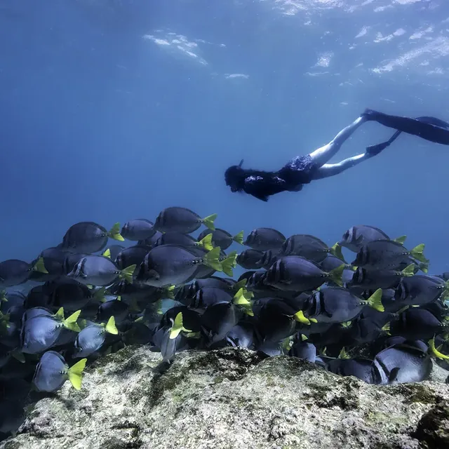 pikaia snorkel 640 - Dana Tours Snorkeling with a school of fish in the Galápagos (photo: Pikaia Lodge)
