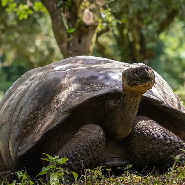 pikaia tortoise 640 - Dana Tours A Galápagos giant tortoise (photo: Pikaia Lodge)