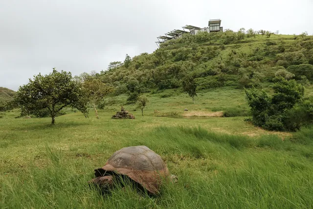pikaia tortoise reserve 640 - Dana Tours A giant tortoise in the private reserve below Pikaia Lodge (photo: Pikaia Lodge)