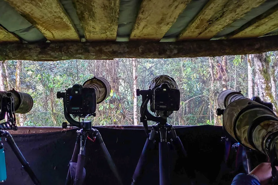 tailored hero photographers hide 900 - Dana Tours Photographers with long lenses in one of our bird photography hides in Mindo