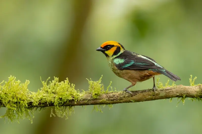 Flame-faced Tanager on a mossy perch at a photography feeder