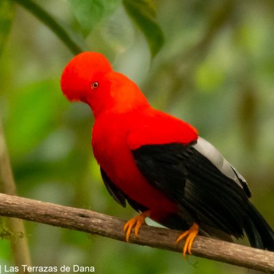 Andean Cock-of-the-rock