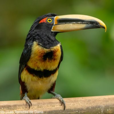 Collared Aracari Toucan