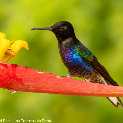 Velvet-purple Coronet