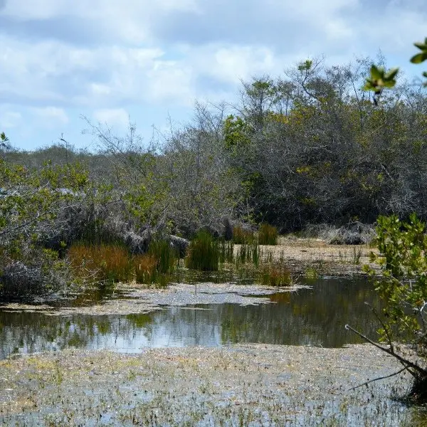 Isabela Wetlands (Los Humedales)