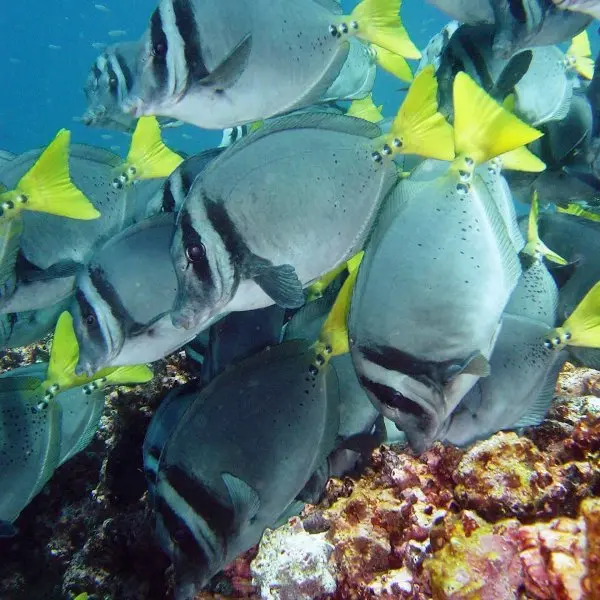 Borrero Bay (Bahía Borrero)