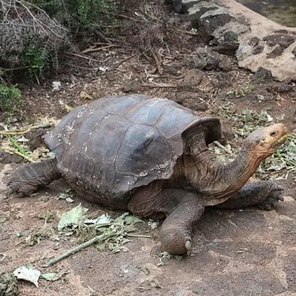 Arnaldo Tupiza Tortoise Breeding Center