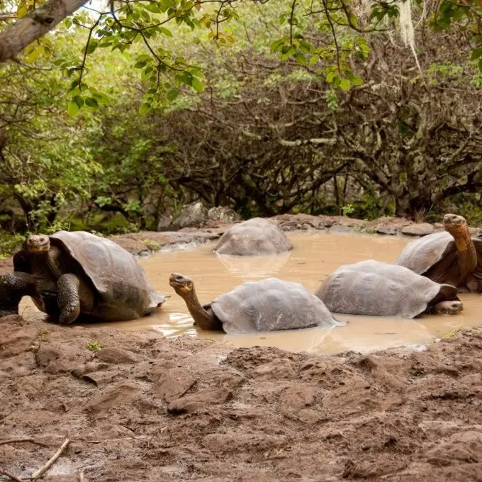 Cerro Colorado (Galapaguera)