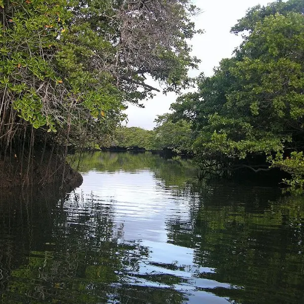 Black Turtle Cove